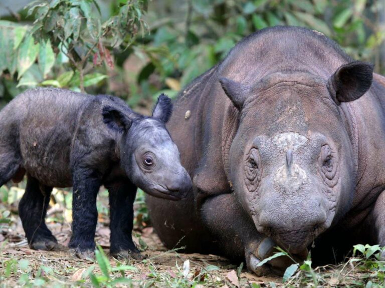 Way Kambas Rhino