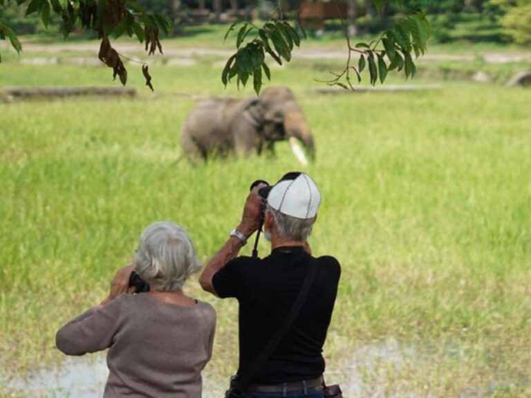Spotting Sumatran Elephants in the wild