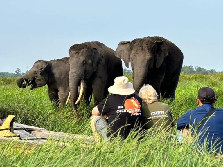 Spotting wild Sumatran Elephants