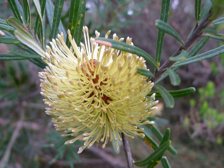 Cradle Mountain-Lake St Clair NP-Silver Banksia