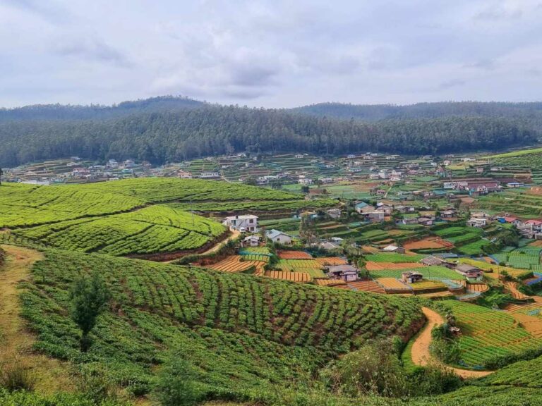 Farm views from the walking trail amongst the tea plantations
