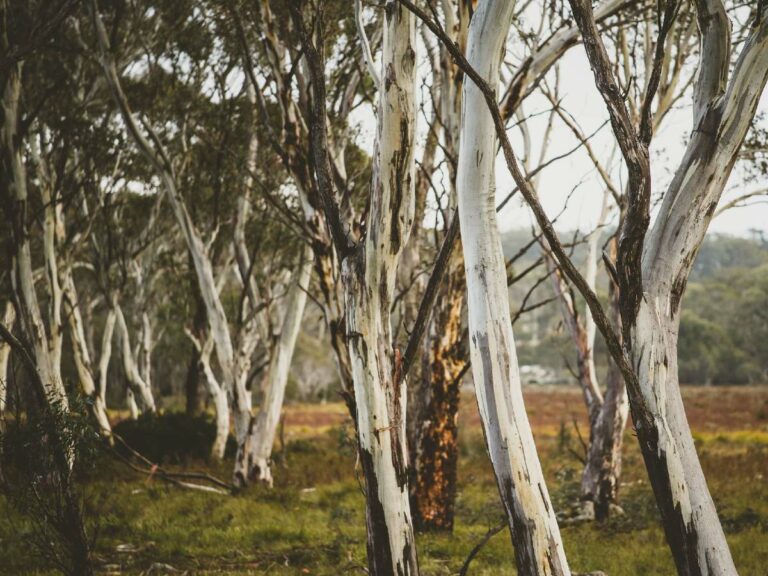 Lake St Clair Trees – credit Stu Gibson