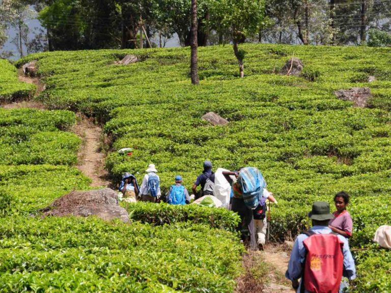 Travellers on the walking trail pass through the tea plantations with the workers picking tea leaves.
