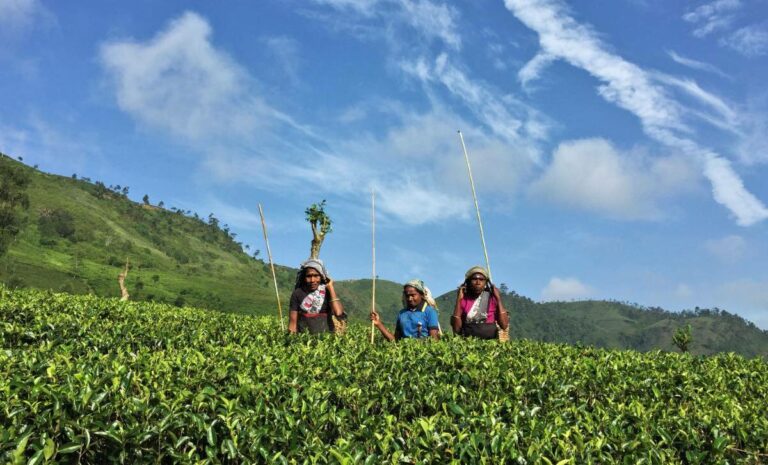Workers in the tea plantation fields
