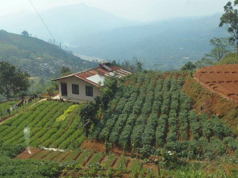 Farmhouse and tea plantation views with the hills in the background.