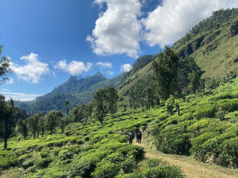 Walking trail leading into the lush hills and tea plantations.