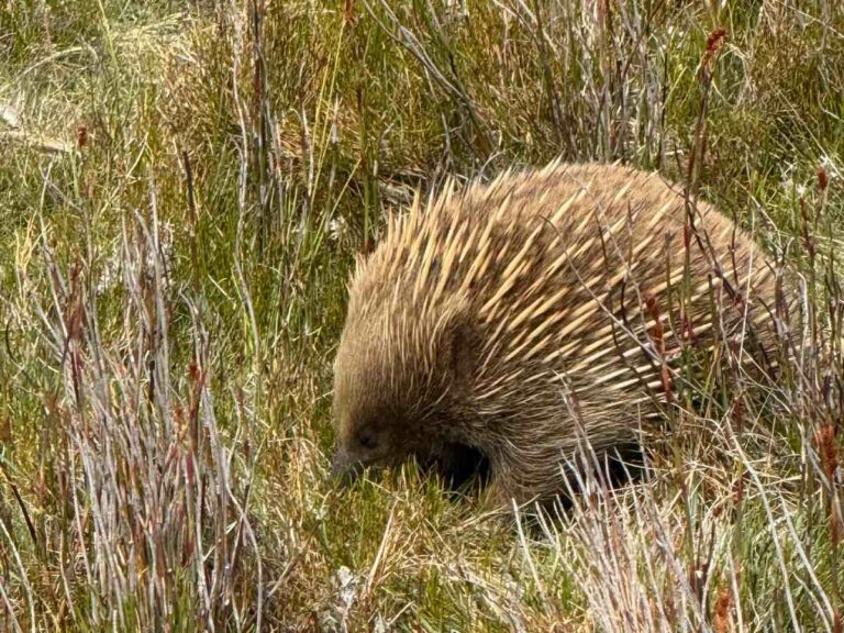 Echidna foraging amongst native grasses and vegetation at Cradle Mountain, Tasmania
