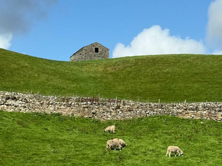 Grazing sheep on rolling green hillside with stone farmhouse and dry stone wall
