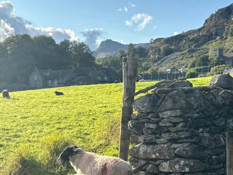 Sheep grazing in green pastoral valley with stone walls and mountains beyond