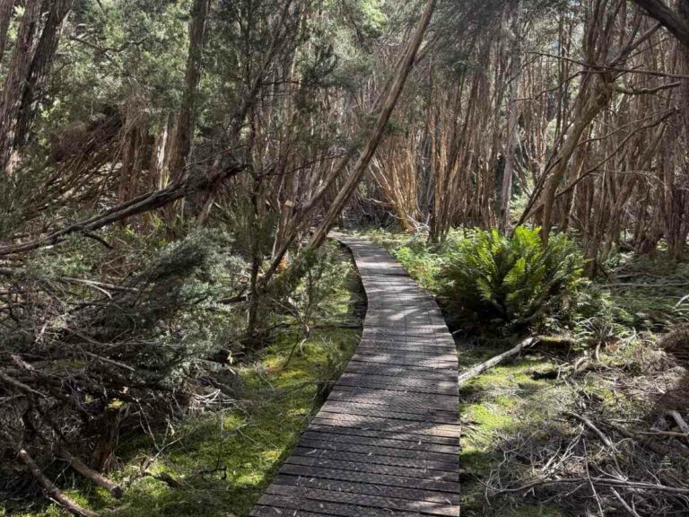 Wooden boardwalk winds through dense eucalyptus forest with ferns and native vegetation at Lake St Clair, Tasmania