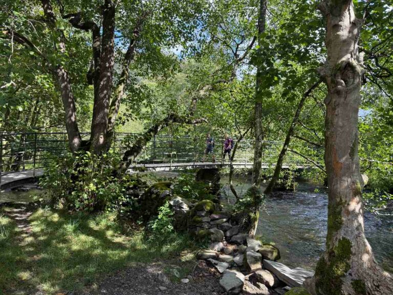 Walkers crossing footbridge through temperate forest with native trees along creek