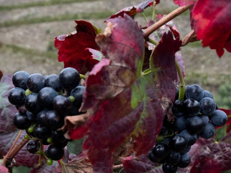 Grapes on the vine, Portugal
