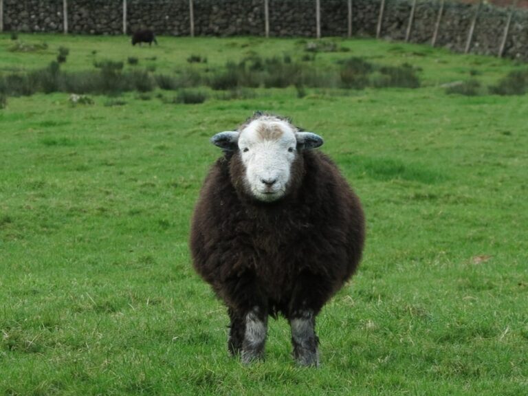 Brown sheep with a white face standing in the field.