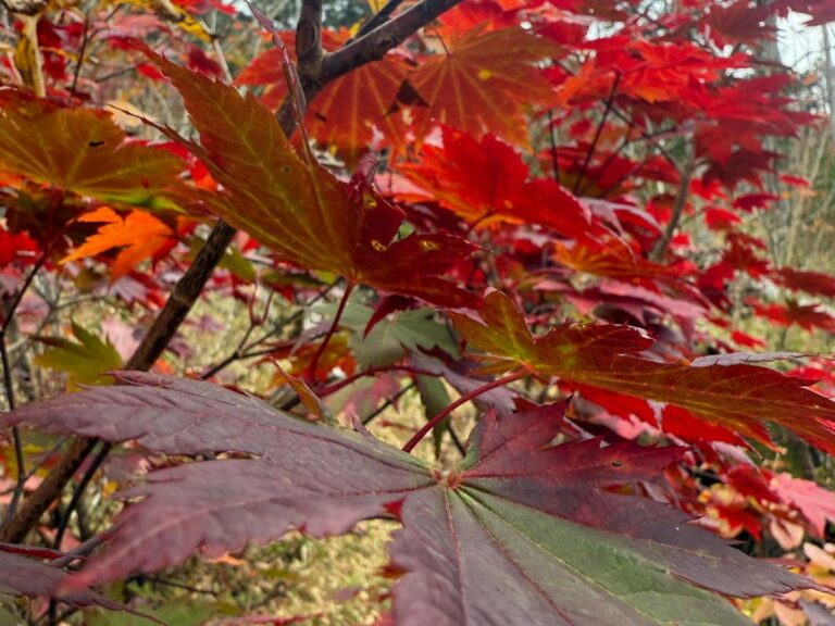 Vibrant red and orange autumn foliage on Japanese maple tree branches in Hokkaido