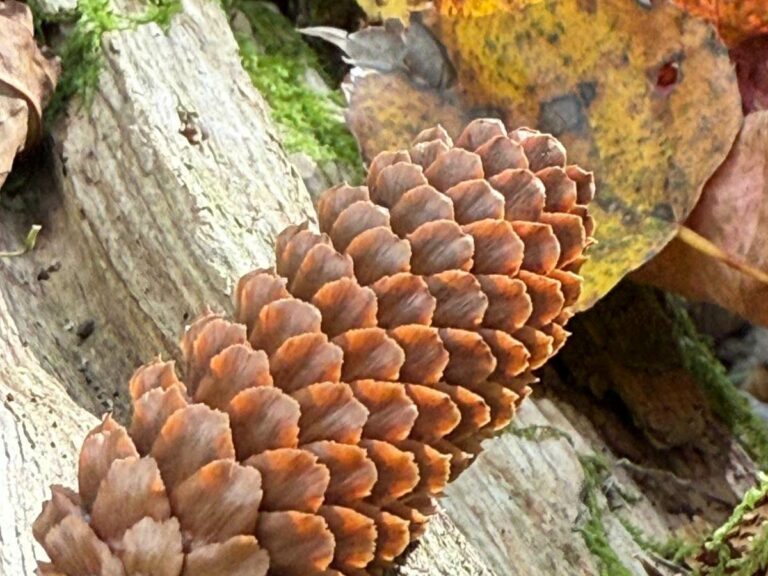 Reddish-brown pinecone attached to lichen-covered tree bark in forest setting
