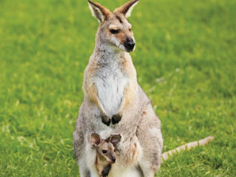 Kangaroo Bunya Mountains NP -credit Tourism & Events Queensland