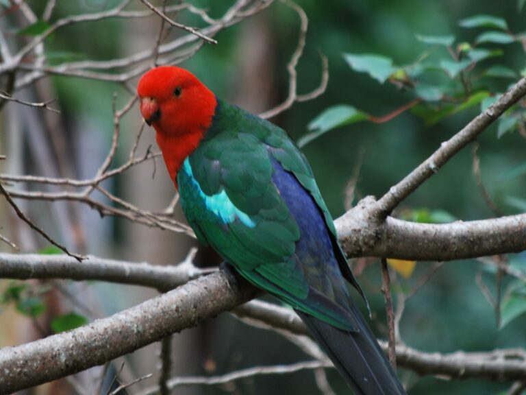 King Parrot