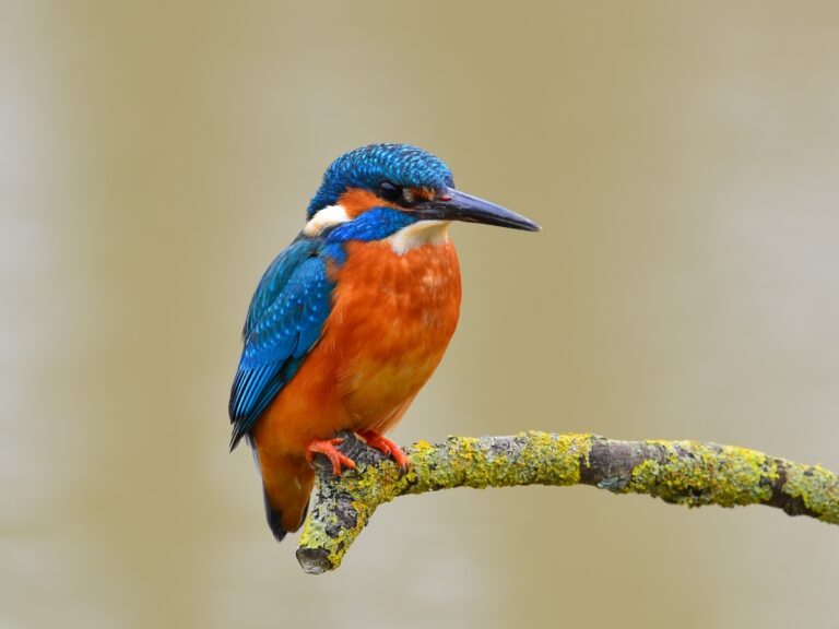 Blue and orange kingfisher bird sitting on a branch.