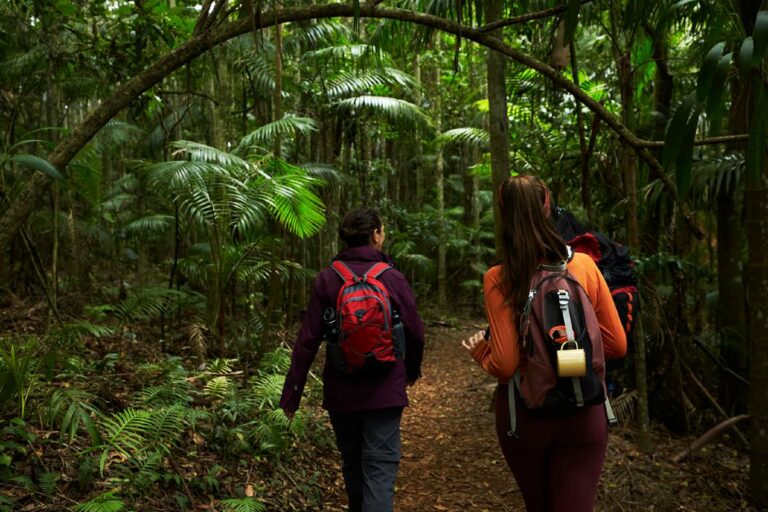 Knoll, Tamborine National Park