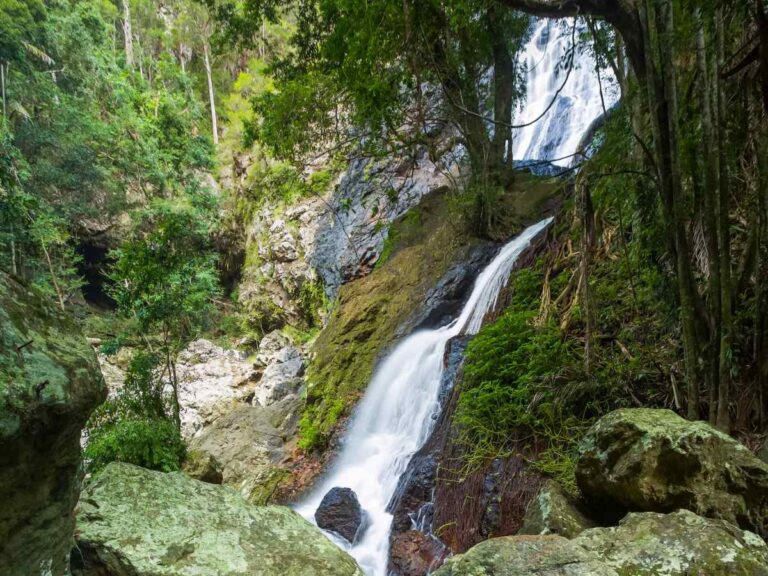 Kondalilla NP courtesy of Tourism and Events Queensland& Larissa Dening