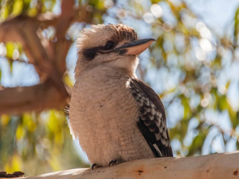 Kookaburra in Girraween NP