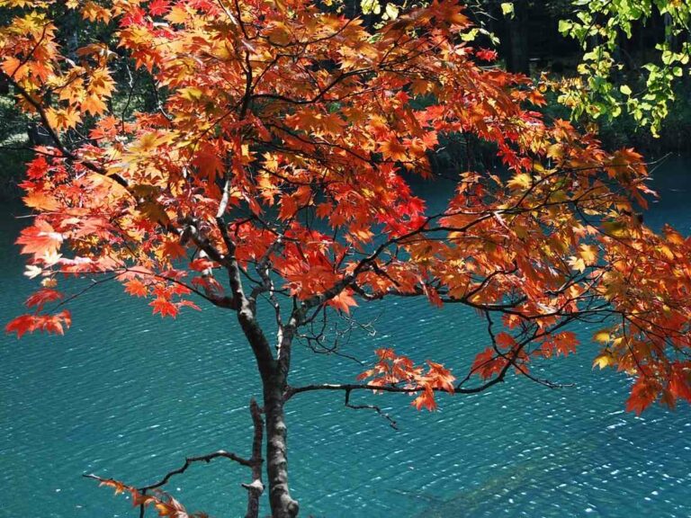 Lake Akan, Onneto walk Autumn tree, Hokkaido Japan