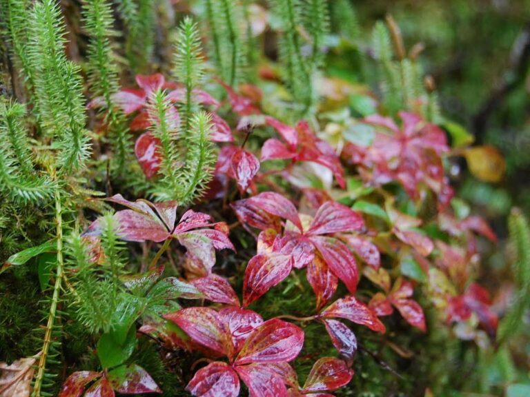 Lake Shikaribetsu wildflowers, Hokkaido, Japan