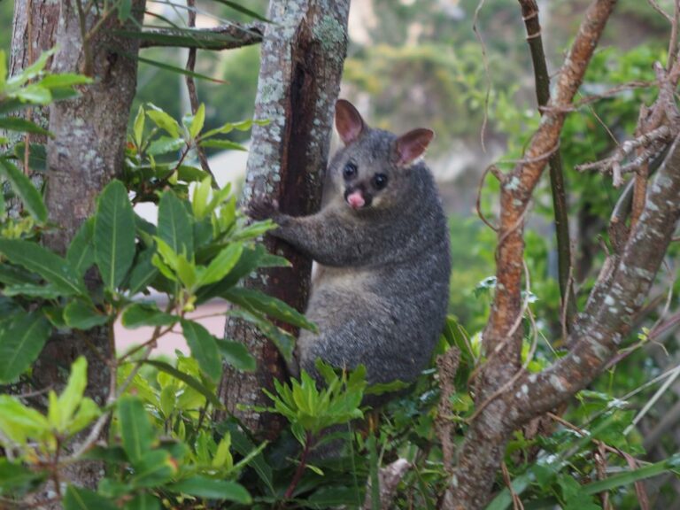 Local Wildlife