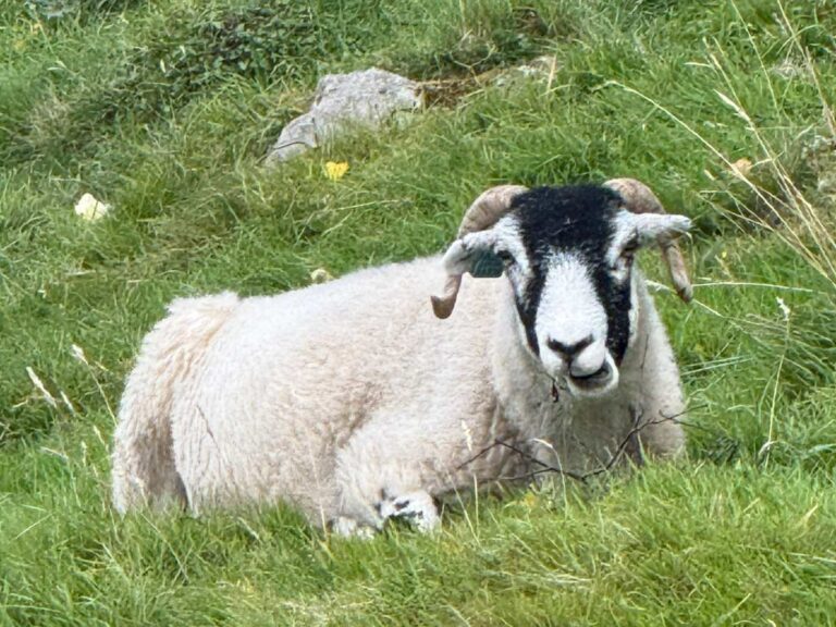White and black ewe grazing in green pasture on rural walking tour property