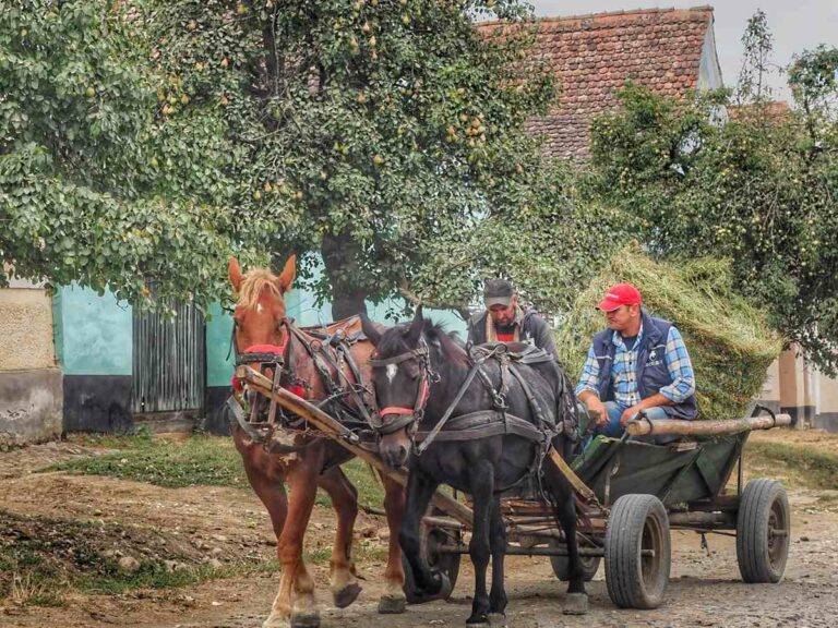 Local horse and cart, Romania