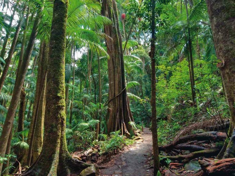 Majestic rainforest walk