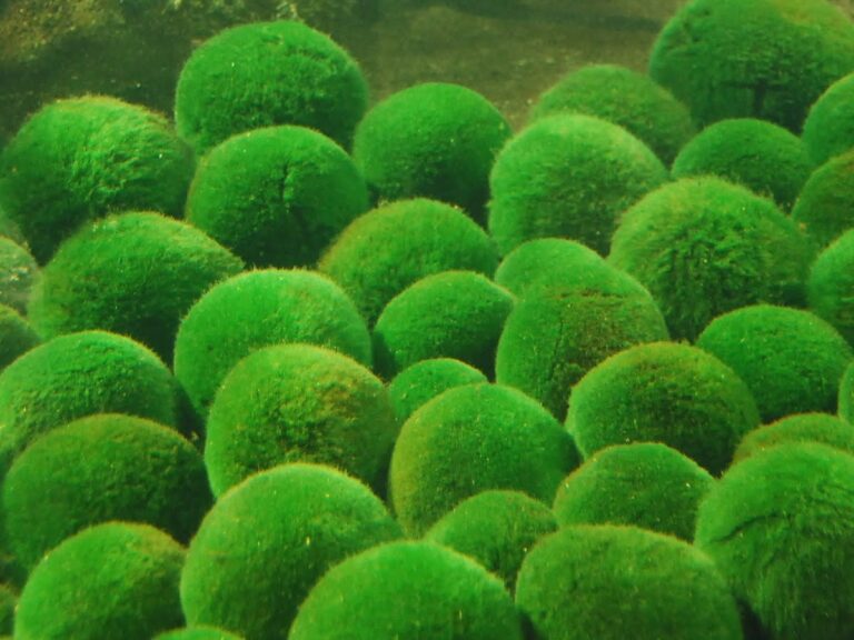 Marimo, rare green algae balls, Hokkaido Japan