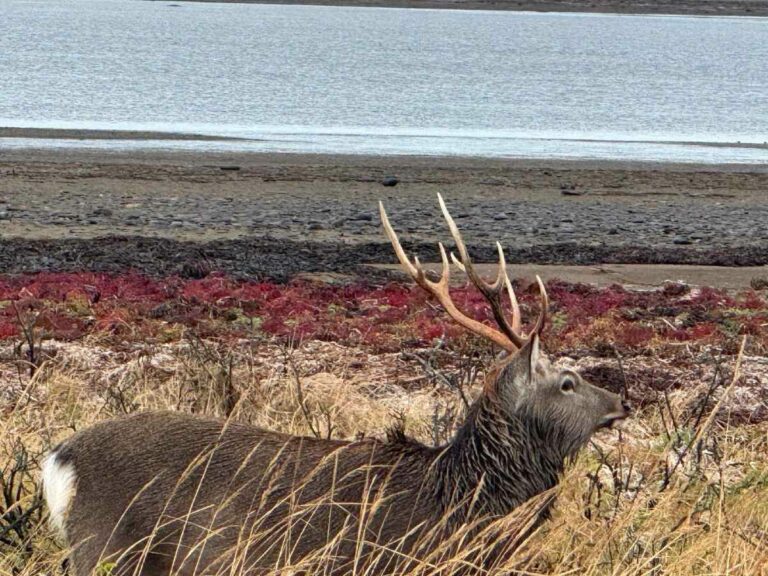 Sika deer with antlers grazing on coastal vegetation near water and rocky shoreline