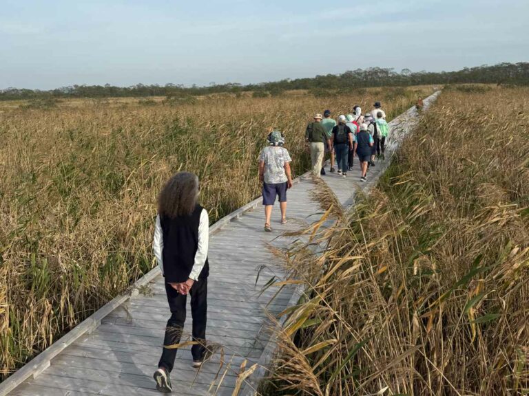 Group walking on wooden boardwalk through Australian wetland with native vegetation and tree line
