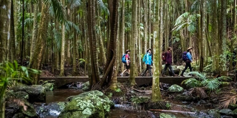 Tamborine Mountain Guided Hiking , Queensland