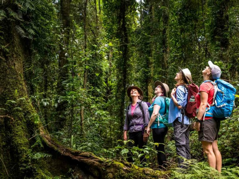 Exploring the rainforest near Yangahla Lookout, Lamington National Park