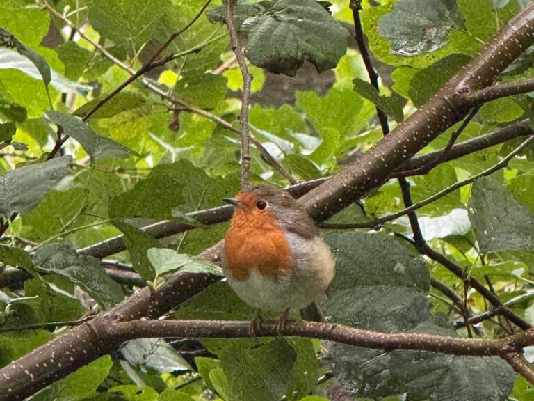 Red robin perched on branch among green foliage during nature walking tour