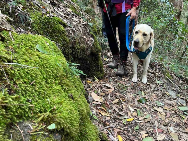 Walk with a Guide Dog