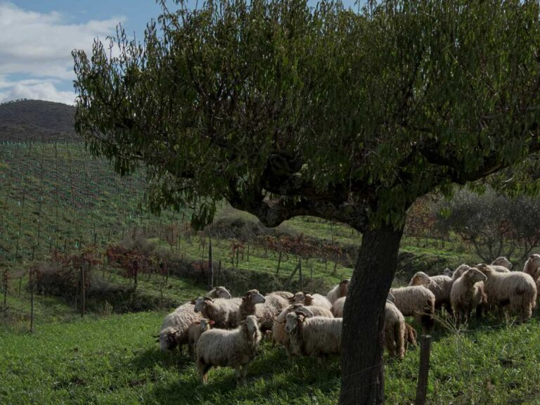 Rural Farm, Portugal