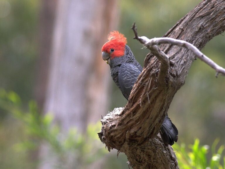 Gang Gang Cockatoo