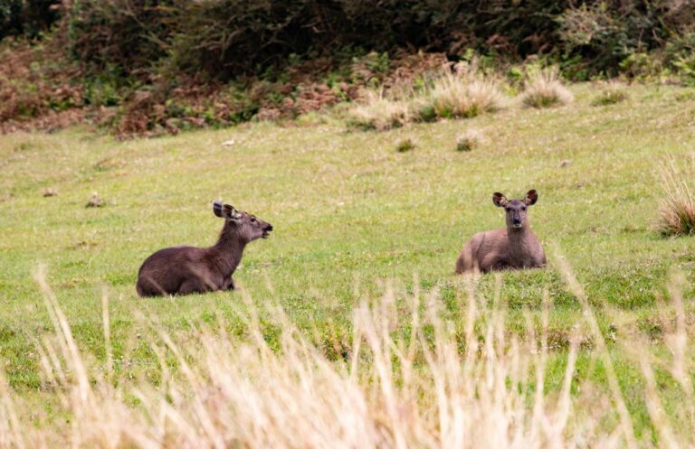 Two deers resting on the flat grass plains.
