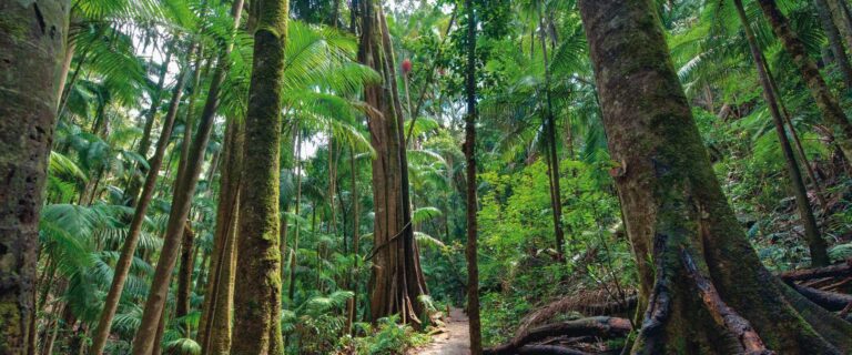 Tamborine Mountain Rainforest