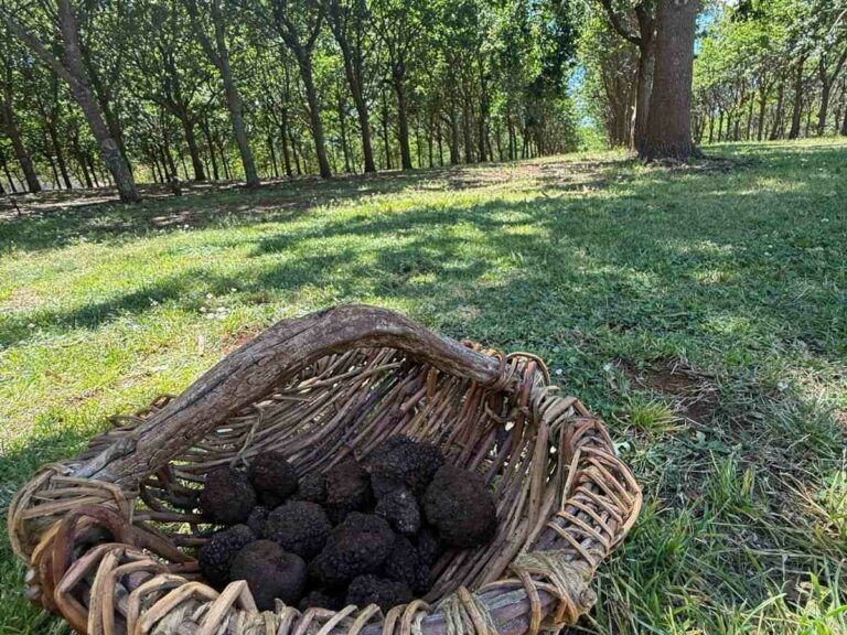Black truffles nestled in wooden basket during foraging walk through Tasmanian woodland grove