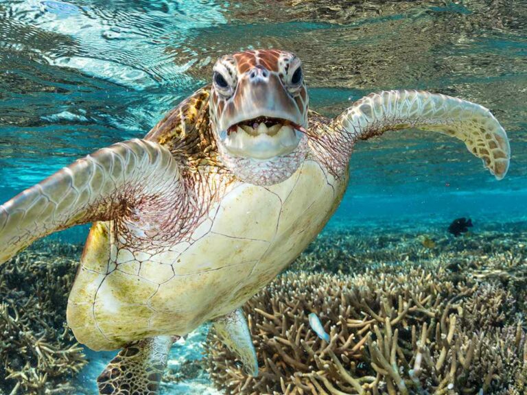 Turtle encounter Lady Musgrave Experience Courtesy of Tourism and Events Queensland & Jordan Robins