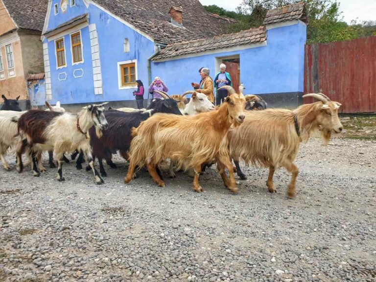 Village goats, Romania