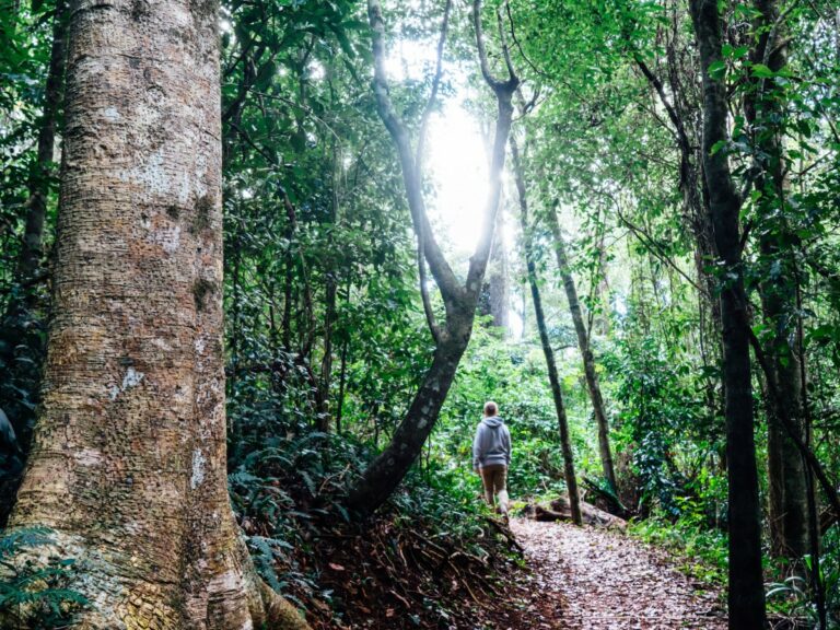 Walking in the Bunya Mountains NP credit Tourism & Events Qld & Matthew Taylor