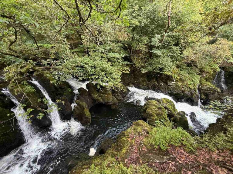 Cascading stream flows through lush forest with moss-covered rocks and dense green canopy