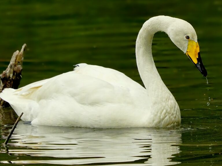 Whooper Swan, Hokkaido, Japan