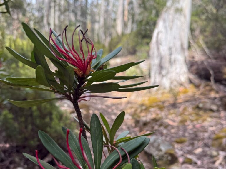 Red native wildflowers bloom along a Tasmanian walking trail through eucalypt forest