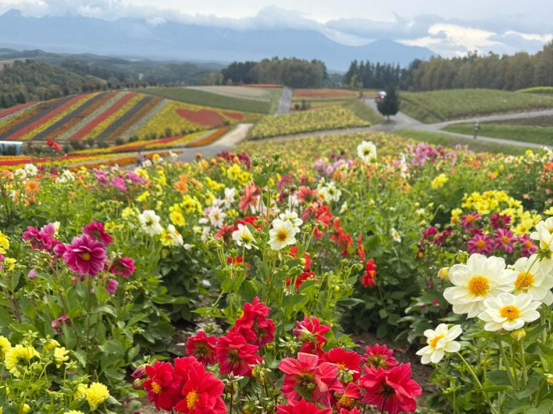 Biei Flower Fields